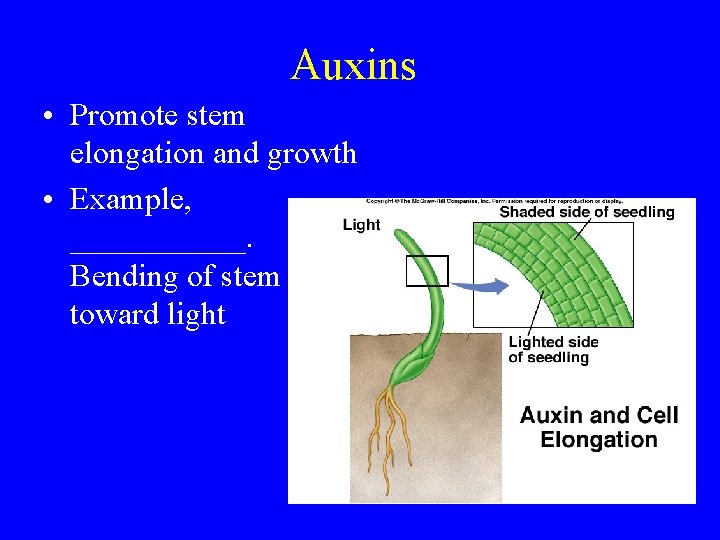 Auxins • Promote stem elongation and growth • Example, ______. Bending of stem toward