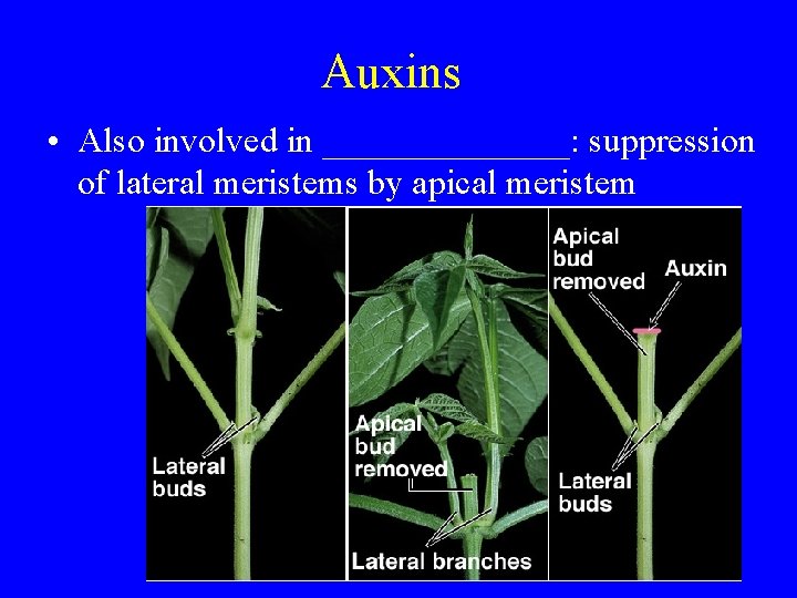 Auxins • Also involved in _______: suppression of lateral meristems by apical meristem 