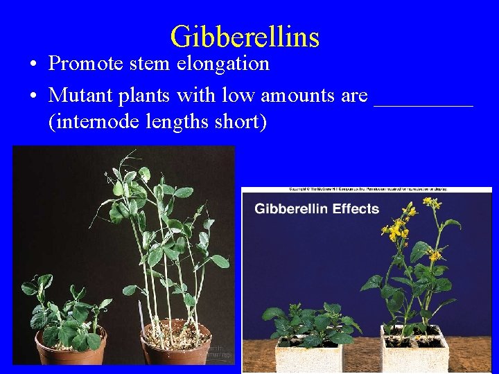 Gibberellins • Promote stem elongation • Mutant plants with low amounts are _____ (internode