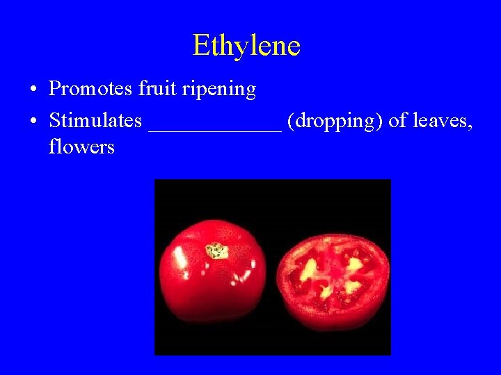 Ethylene • Promotes fruit ripening • Stimulates ______ (dropping) of leaves, flowers 