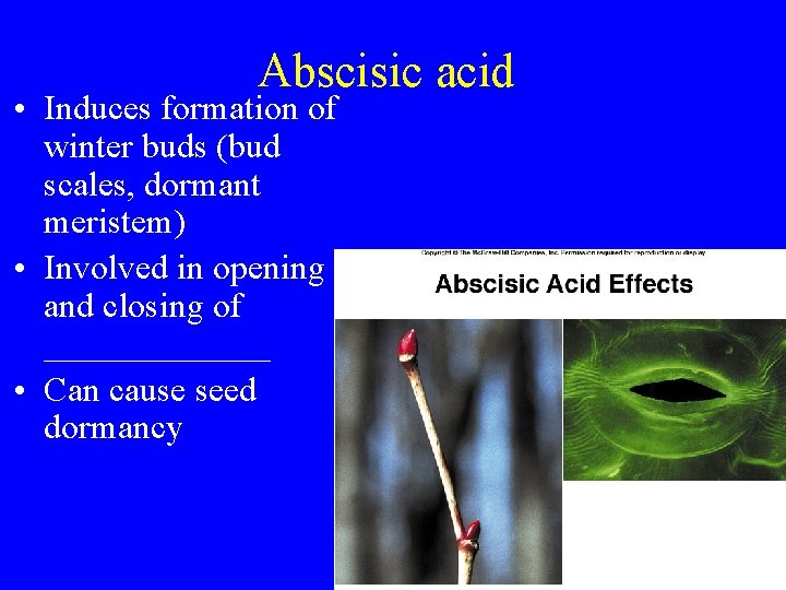 Abscisic acid • Induces formation of winter buds (bud scales, dormant meristem) • Involved