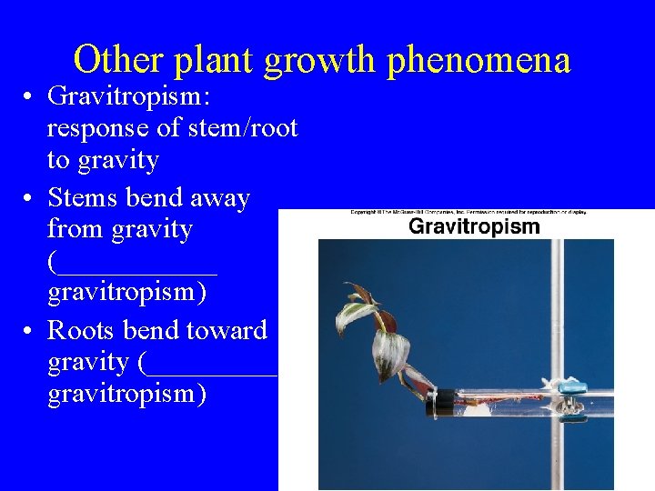 Other plant growth phenomena • Gravitropism: response of stem/root to gravity • Stems bend