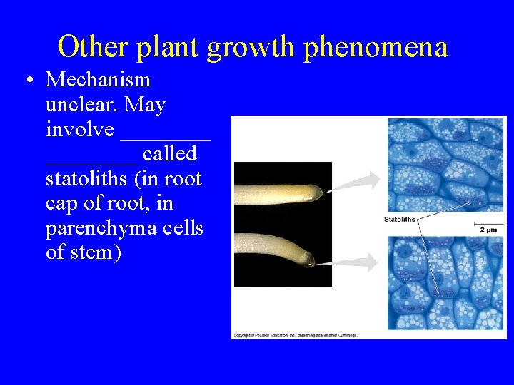 Other plant growth phenomena • Mechanism unclear. May involve ________ called statoliths (in root