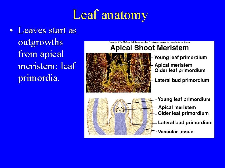 Leaf anatomy • Leaves start as outgrowths from apical meristem: leaf primordia. 