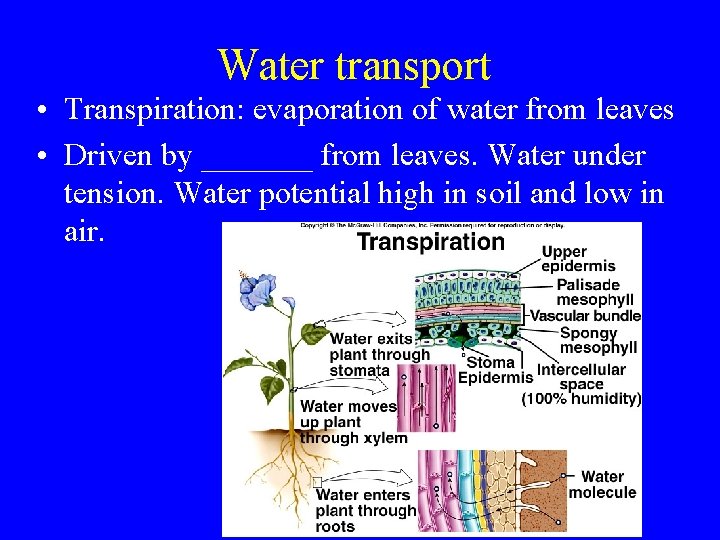 Water transport • Transpiration: evaporation of water from leaves • Driven by _______ from
