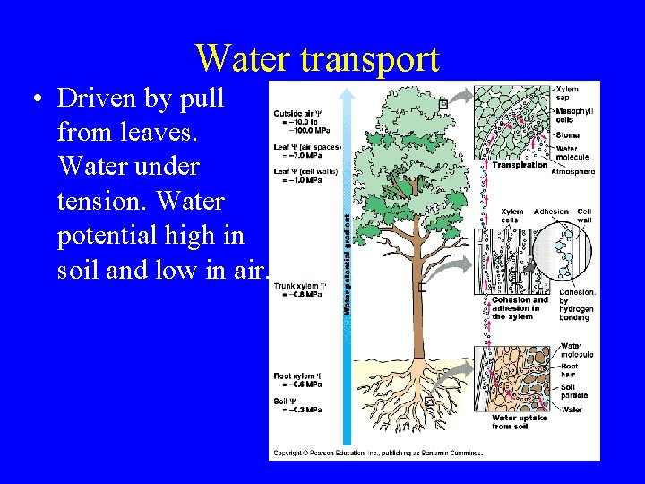 Water transport • Driven by pull from leaves. Water under tension. Water potential high