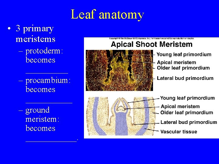 Leaf anatomy • 3 primary meristems – protoderm: becomes _____ – procambium: becomes ______