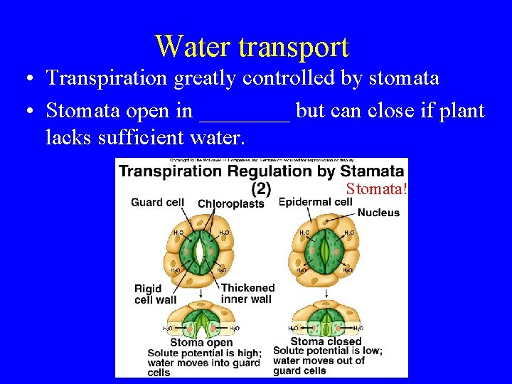 Water transport • Transpiration greatly controlled by stomata • Stomata open in ____ but