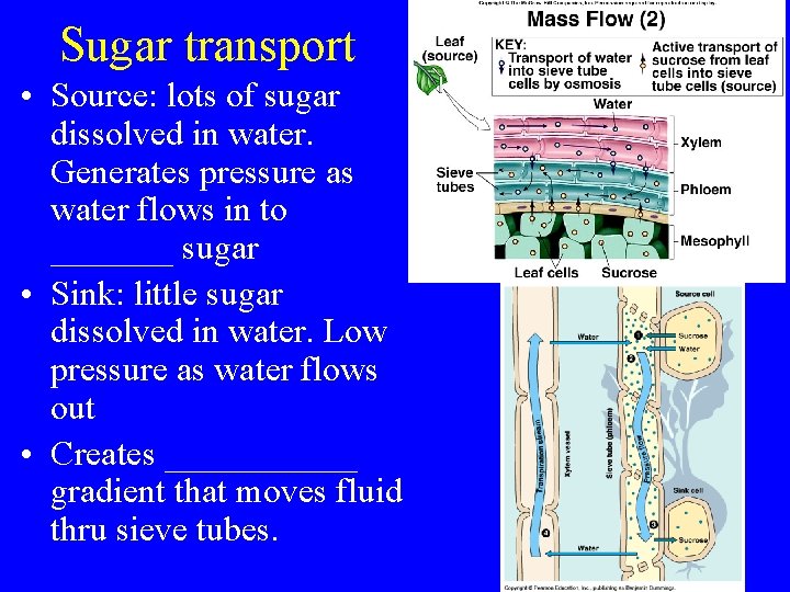 Sugar transport • Source: lots of sugar dissolved in water. Generates pressure as water