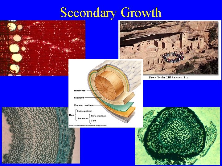 Secondary Growth 