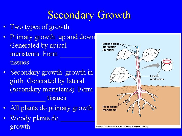 Secondary Growth • Two types of growth • Primary growth: up and down. Generated