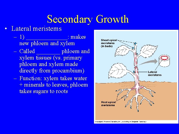 Secondary Growth • Lateral meristems – 1) _______: makes new phloem and xylem –