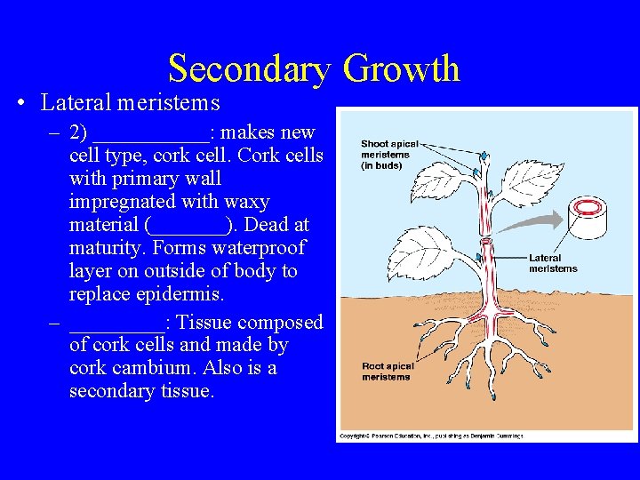 Secondary Growth • Lateral meristems – 2) ______: makes new cell type, cork cell.