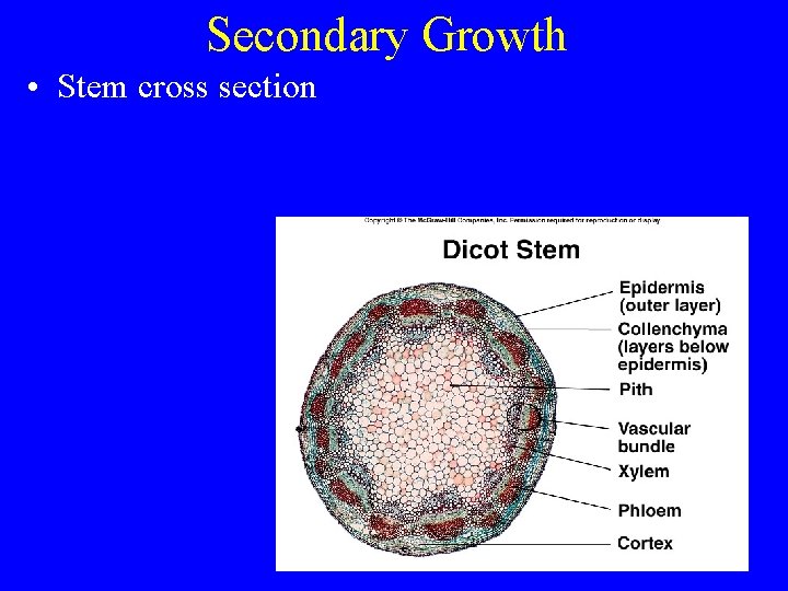 Secondary Growth • Stem cross section 