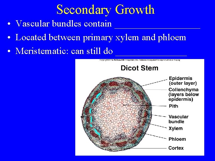 Secondary Growth • Vascular bundles contain _________ • Located between primary xylem and phloem