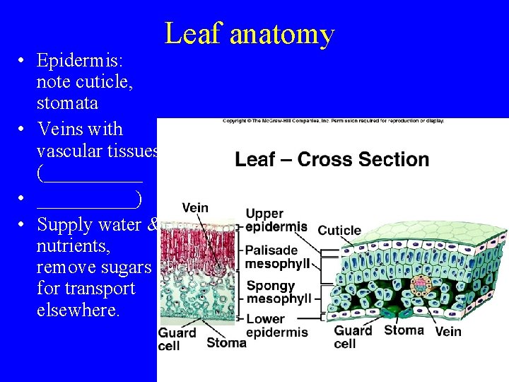  • Epidermis: note cuticle, stomata • Veins with vascular tissues (_____ • _____)