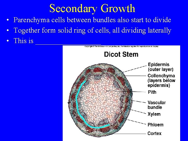 Secondary Growth • Parenchyma cells between bundles also start to divide • Together form