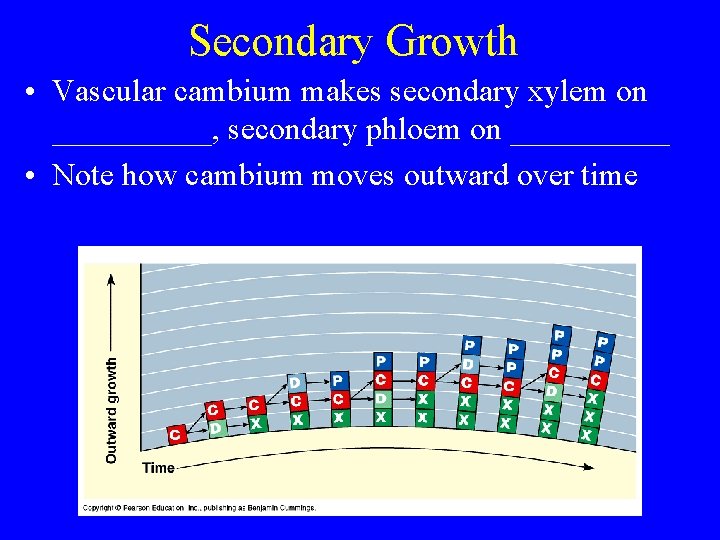 Secondary Growth • Vascular cambium makes secondary xylem on _____, secondary phloem on _____