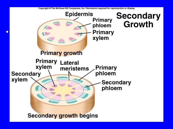 Secondary Growth • Two 