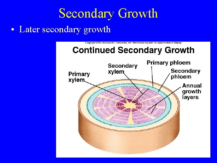 Secondary Growth • Later secondary growth 