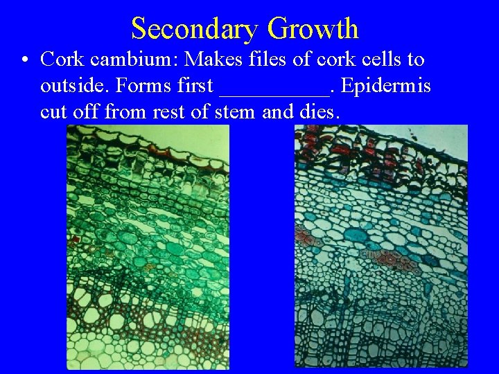 Secondary Growth • Cork cambium: Makes files of cork cells to outside. Forms first