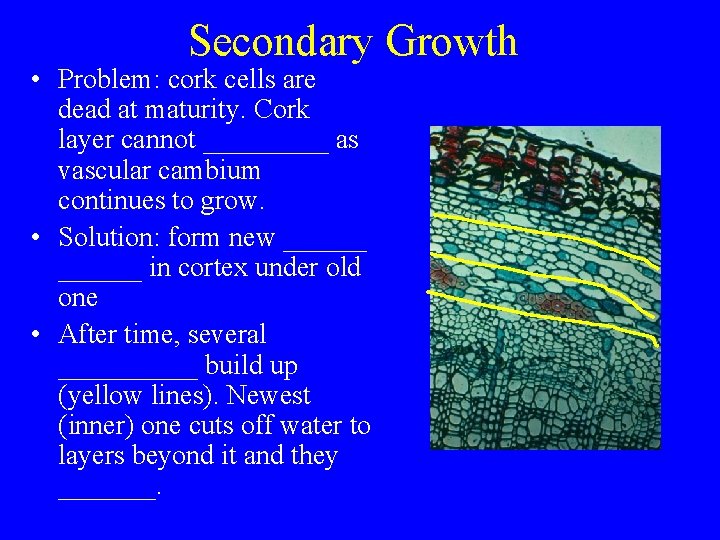 Secondary Growth • Problem: cork cells are dead at maturity. Cork layer cannot _____