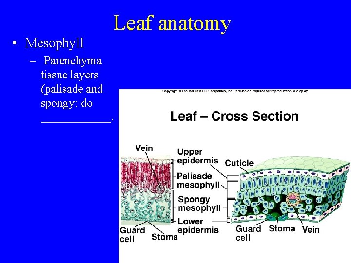 Leaf anatomy • Mesophyll – Parenchyma tissue layers (palisade and spongy: do ______. 