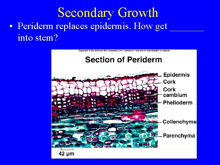 Secondary Growth • Periderm replaces epidermis. How get _______ into stem? 