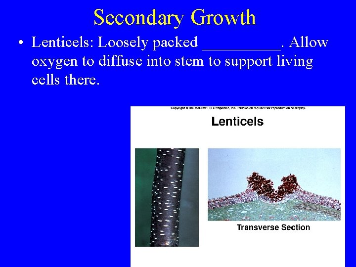 Secondary Growth • Lenticels: Loosely packed _____. Allow oxygen to diffuse into stem to