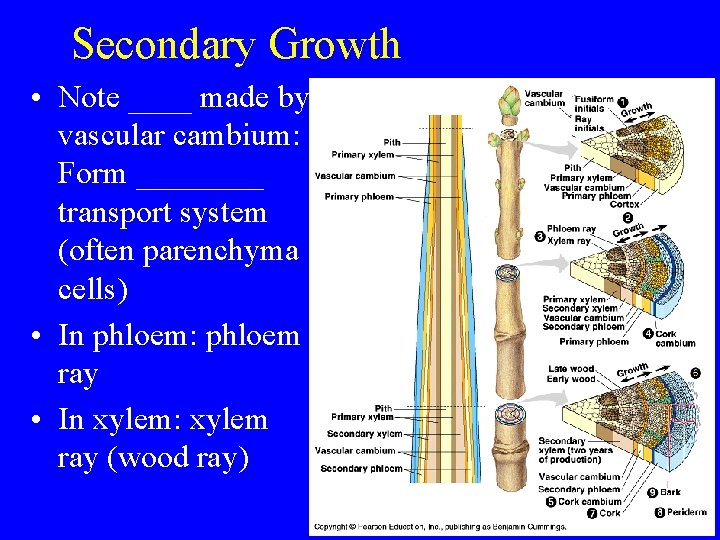 Secondary Growth • Note ____ made by vascular cambium: Form ____ transport system (often