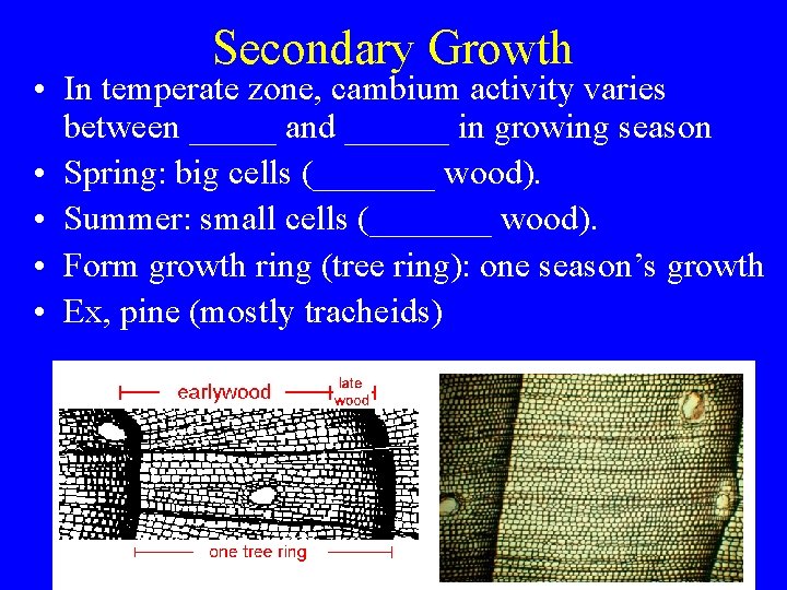 Secondary Growth • In temperate zone, cambium activity varies between _____ and ______ in