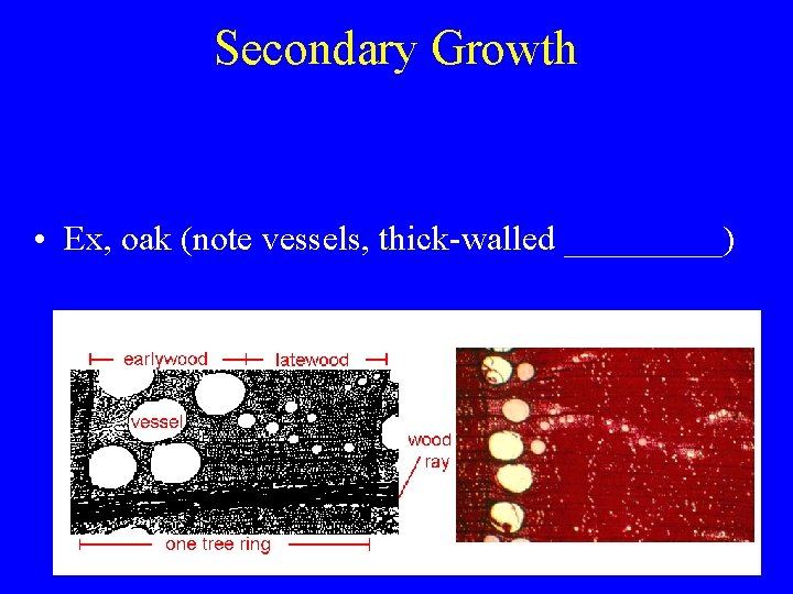 Secondary Growth • Ex, oak (note vessels, thick-walled _____) 