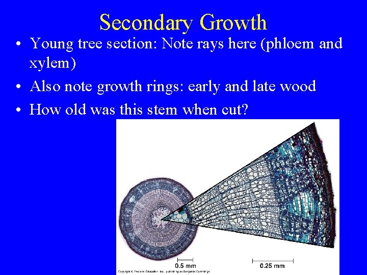 Secondary Growth • Young tree section: Note rays here (phloem and xylem) • Also