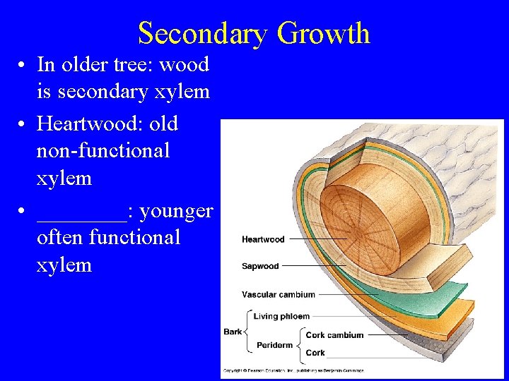 Secondary Growth • In older tree: wood is secondary xylem • Heartwood: old non-functional