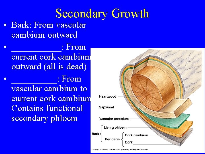 Secondary Growth • Bark: From vascular cambium outward • ______: From current cork cambium