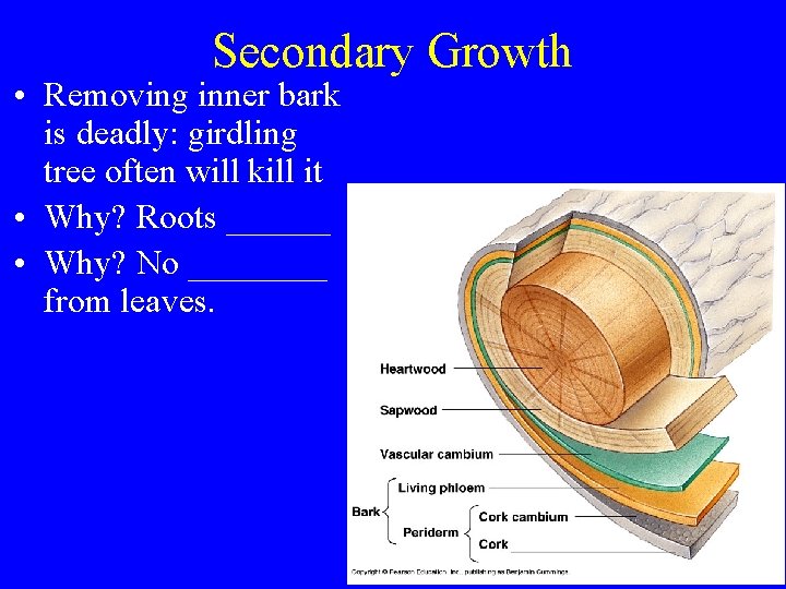 Secondary Growth • Removing inner bark is deadly: girdling tree often will kill it