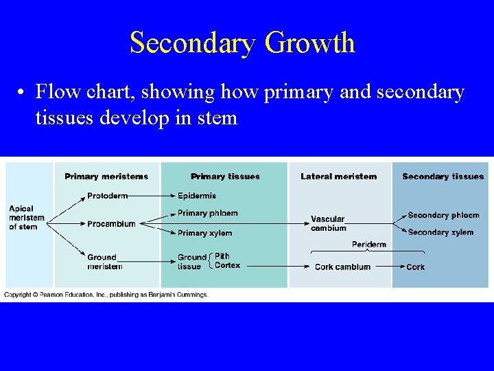 Secondary Growth • Flow chart, showing how primary and secondary tissues develop in stem