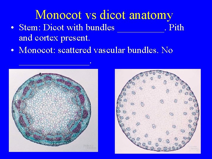 Monocot vs dicot anatomy • Stem: Dicot with bundles _____. Pith and cortex present.