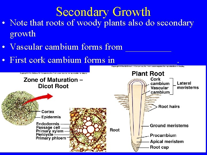 Secondary Growth • Note that roots of woody plants also do secondary growth •