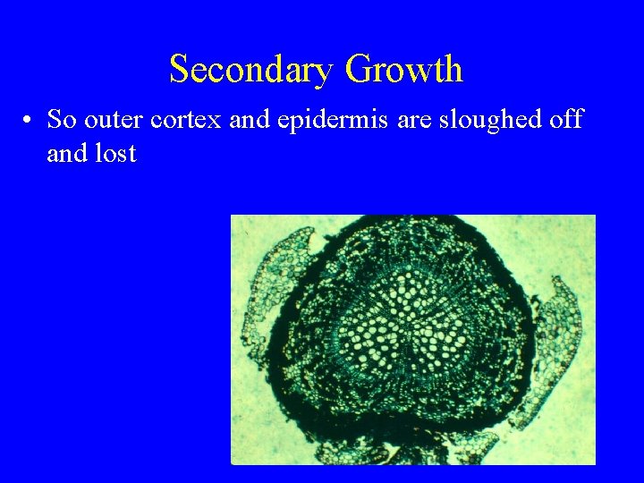 Secondary Growth • So outer cortex and epidermis are sloughed off and lost 