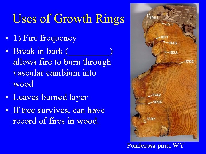 Uses of Growth Rings • 1) Fire frequency • Break in bark (_____) allows