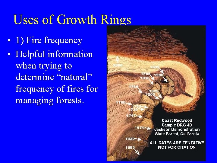 Uses of Growth Rings • 1) Fire frequency • Helpful information when trying to