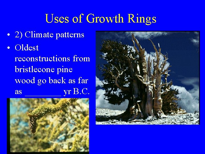 Uses of Growth Rings • 2) Climate patterns • Oldest reconstructions from bristlecone pine