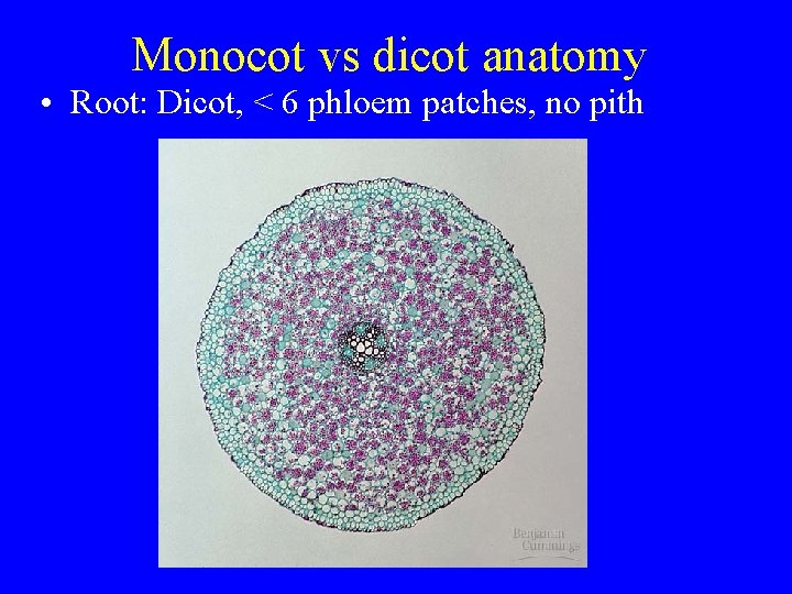 Monocot vs dicot anatomy • Root: Dicot, < 6 phloem patches, no pith 
