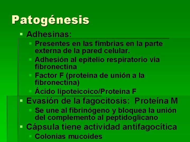 Patogénesis § Adhesinas: § Presentes en las fimbrias en la parte externa de la