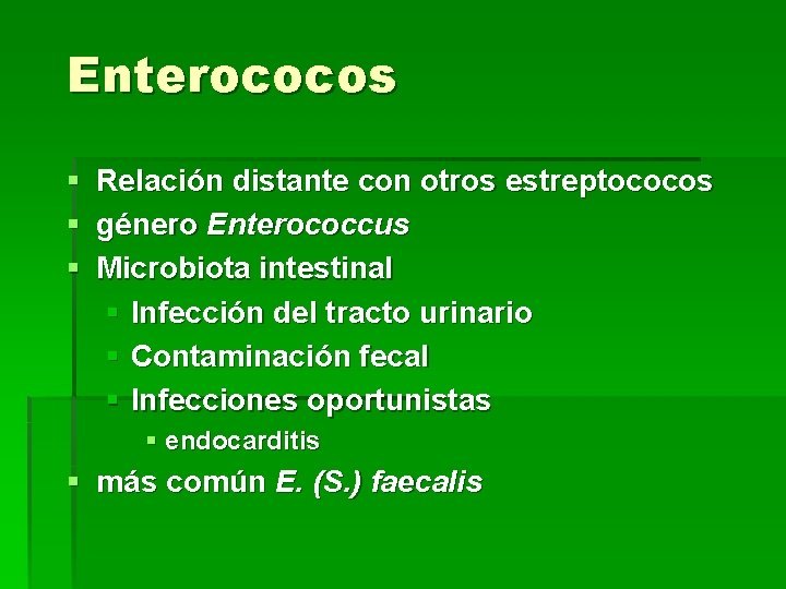 Enterococos § § § Relación distante con otros estreptococos género Enterococcus Microbiota intestinal §