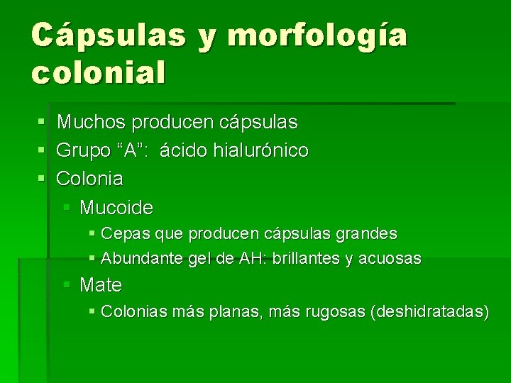 Cápsulas y morfología colonial § Muchos producen cápsulas § Grupo “A”: ácido hialurónico §