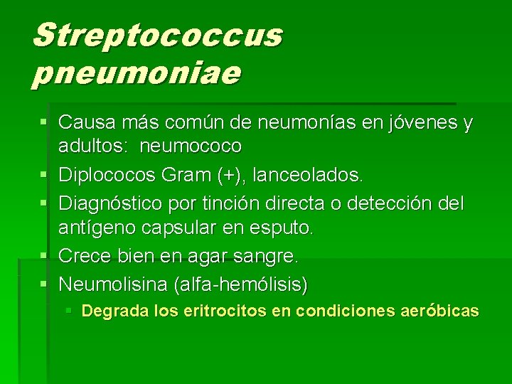 Streptococcus pneumoniae § Causa más común de neumonías en jóvenes y adultos: neumococo §