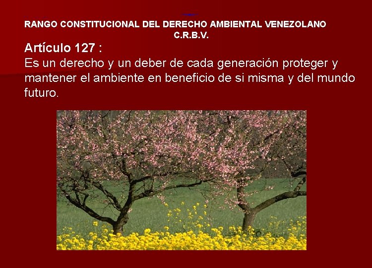 RANGO CONSTITUCIONAL DERECHO AMBIENTAL VENEZOLANO C. R. B. V. DE LOS DERECHOS AMBIENTALES Artículo