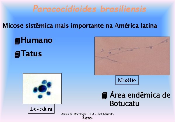 Paracocidioides brasiliensis Micose sistêmica mais importante na América latina Humano Tatus Micélio Levedura Área